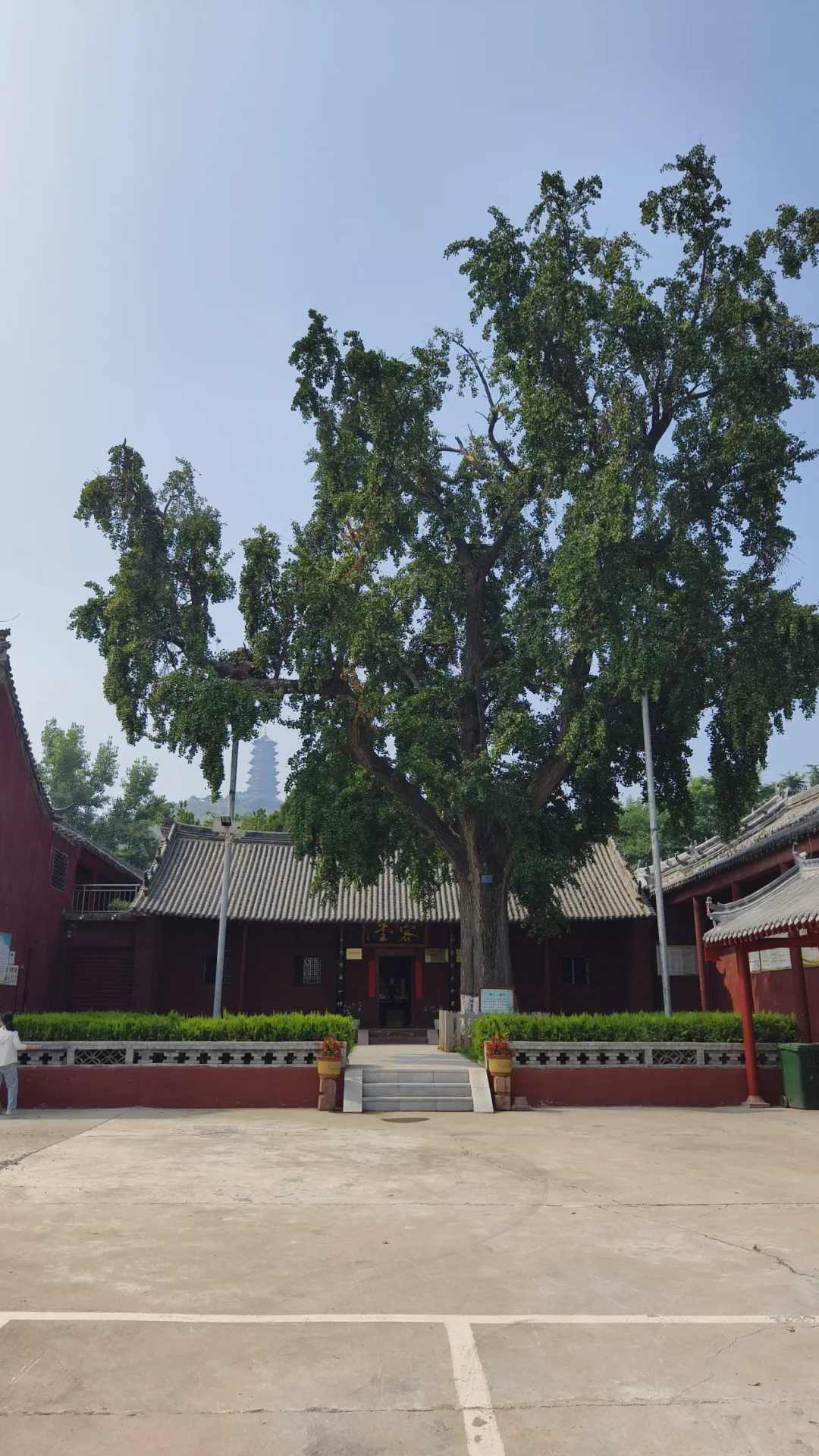 许昌襄城县乾明寺古银杏