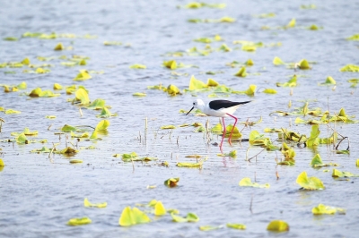 民权：8万余只鸟儿在黄河故道湿地安家