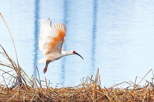 Crested Ibis Spotted in Nanyang for the First Time