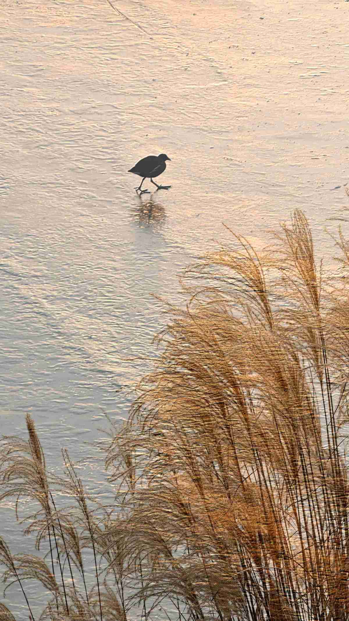 周口淮阳区：水映玉桥 寻美龙湖