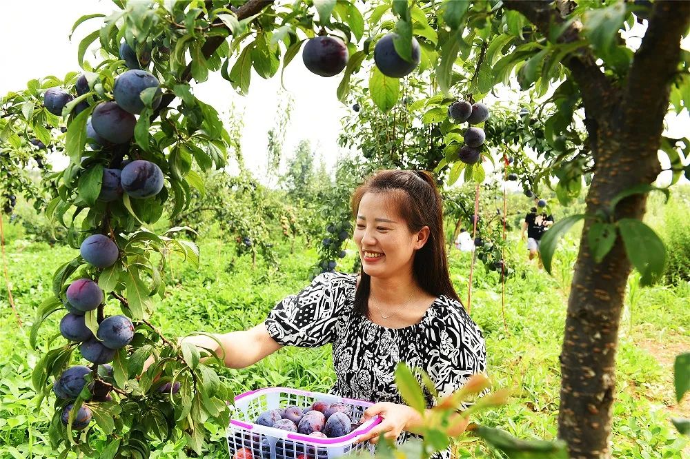 南阳市淅川县：杏李丰收甜似蜜