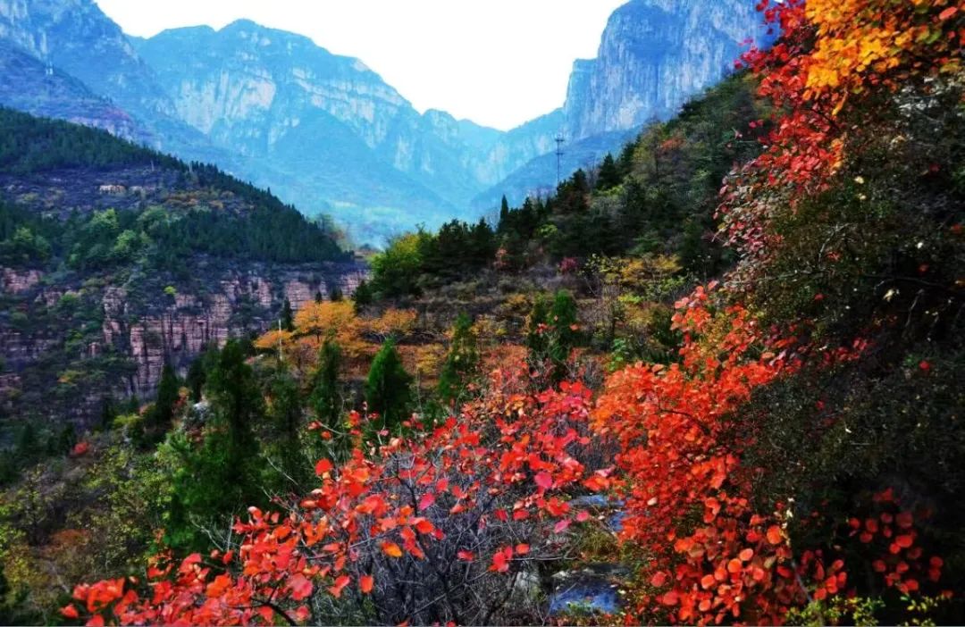 秋游新乡，看漫山红遍层林尽染