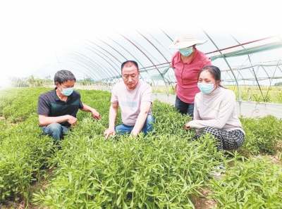 【邓州市】甜叶菊甜了众乡邻