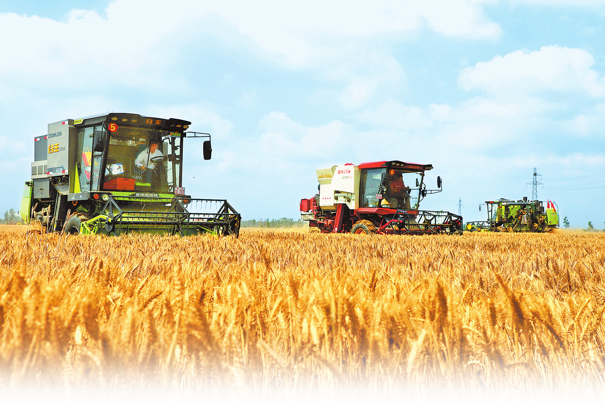 Farmers Harvest Wheat in Tanghe