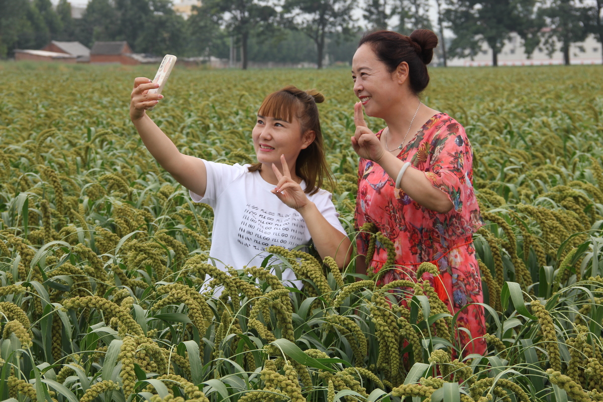 金谷飘香庆丰收