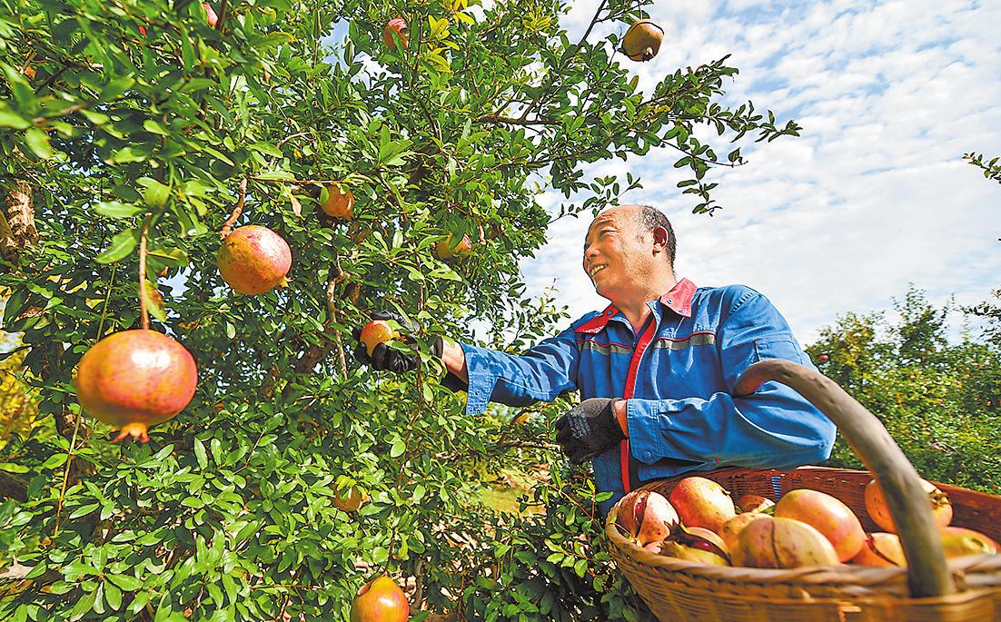 Pomegranates ripe in Mengjin
