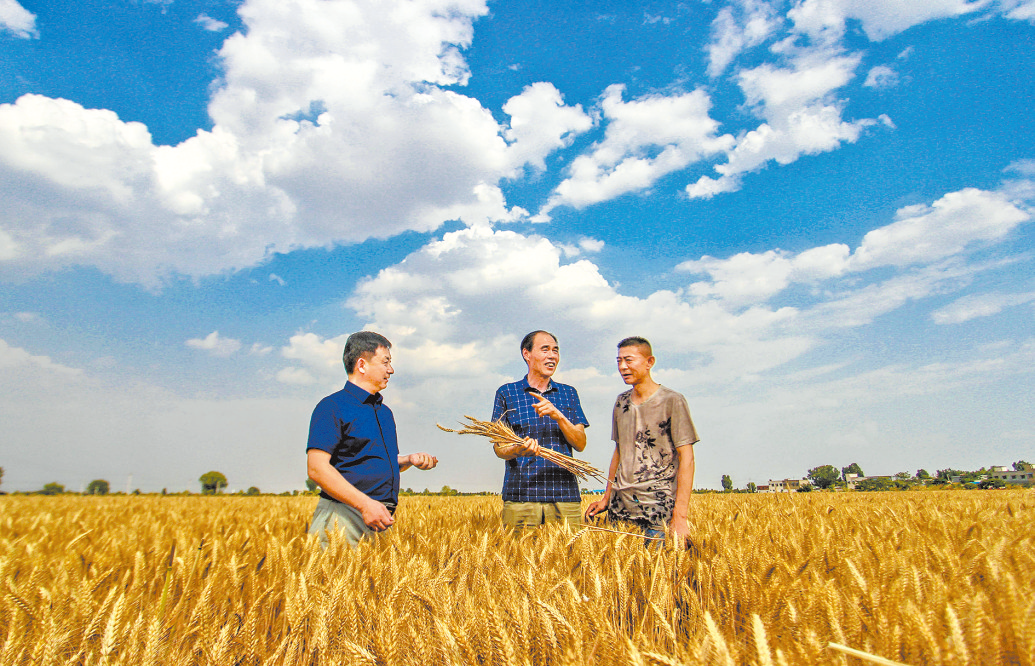 内容标题6 中原粮仓 显担当 丰收影像 彩神ll人 民内容标题6政府门户网站々