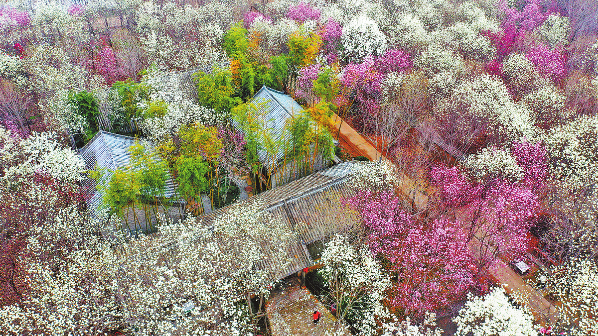 游客在鄢陵县唐韵园林欣赏玉兰花