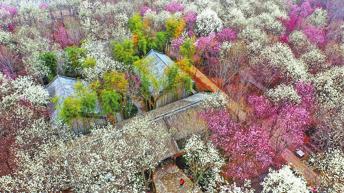 花海泛波春意浓