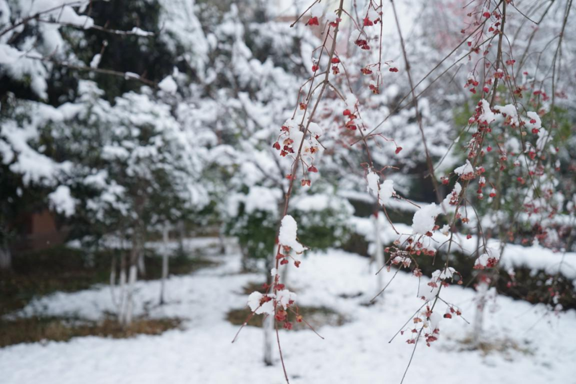 雪中校园