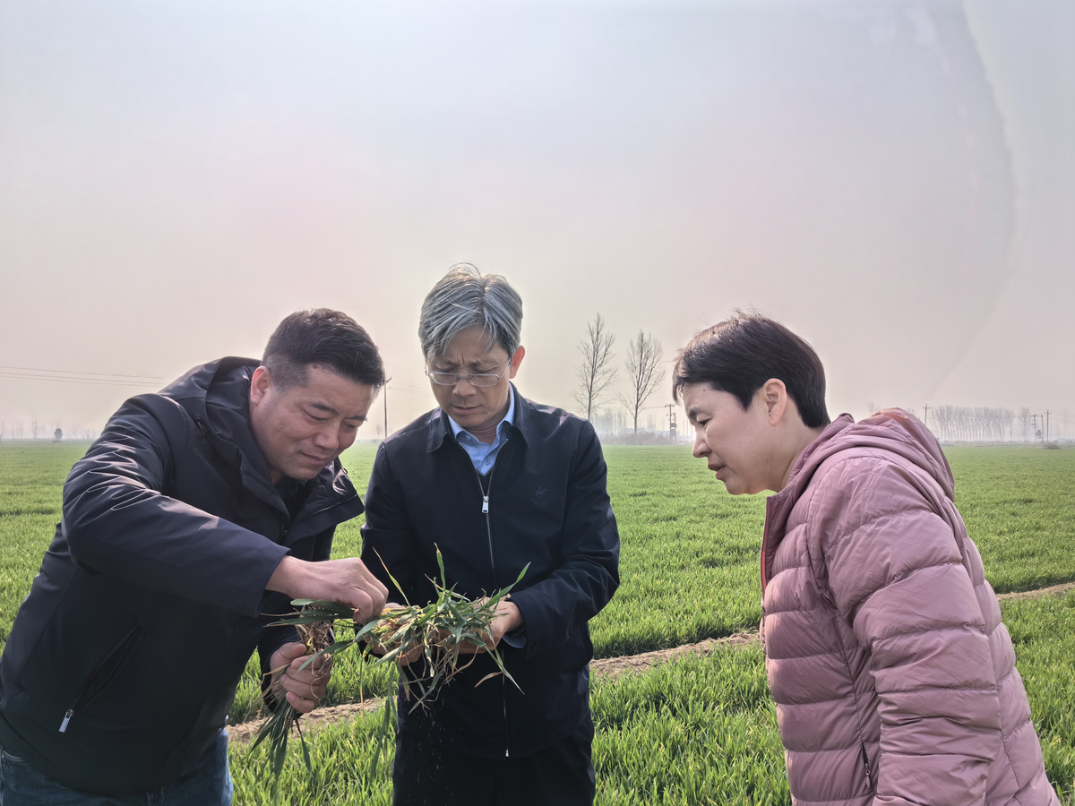全国小麦茎基腐病防控现场观摩暨技术交流研讨活动在郑州举办