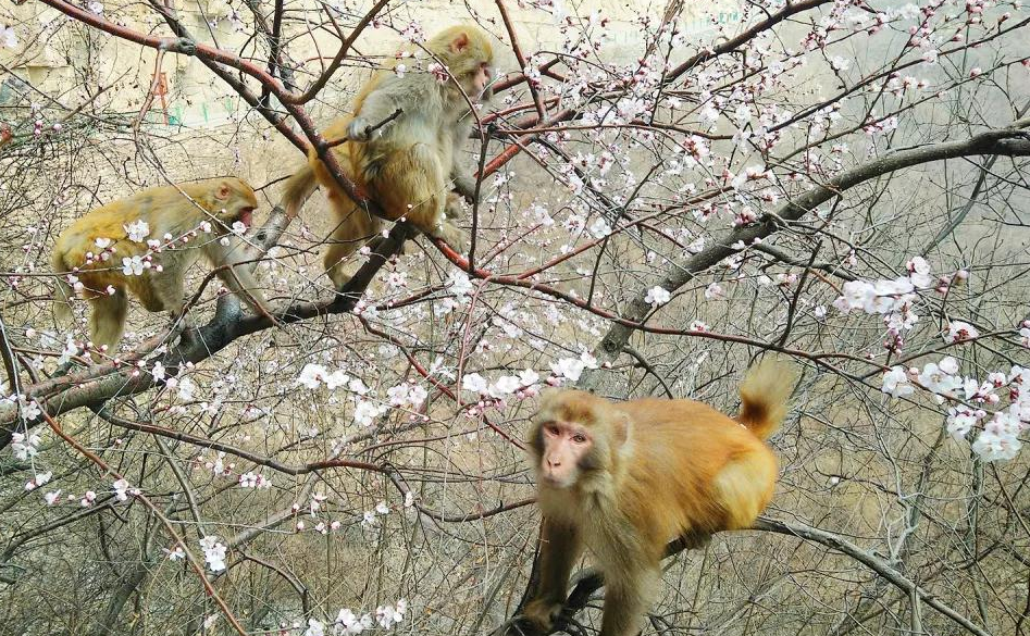 【行走河南·读懂中国】盘点济源踏青赏花好去处