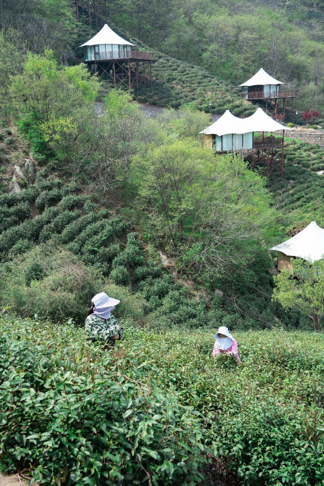 来信阳共赴茶叙,把春天一饮而尽