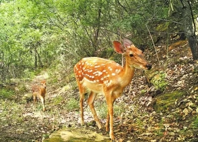 盼望河南梅花鹿“鹿”丁兴旺