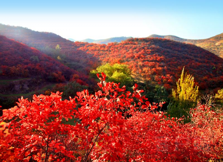 层林尽染，景色如画，红遍中原！第十四届大鸿寨红叶文化旅游季开幕