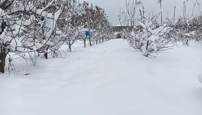 大雪来袭 看河南农业专家如何以“动”制“冻”