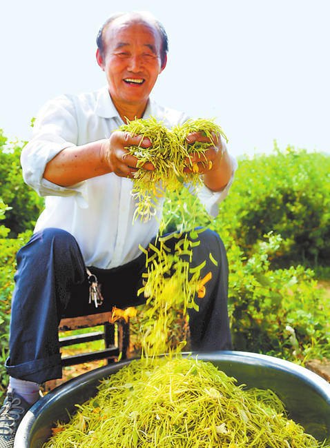 小药材里有“金银”
