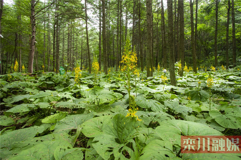 栾川龙峪湾：又到旱莲花开