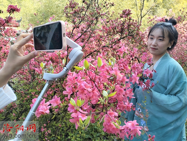 第二十一届河南汝阳杜鹃花节暨炎黄文化节开幕 第二十一届河南汝阳杜鹃花节暨炎黄文化节开幕