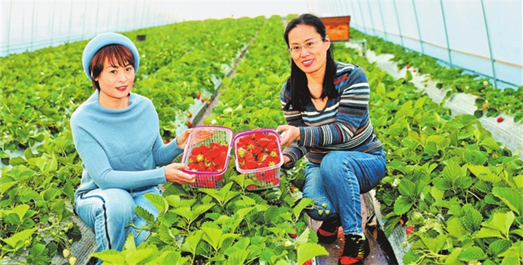 特色种植模式助力村民增收