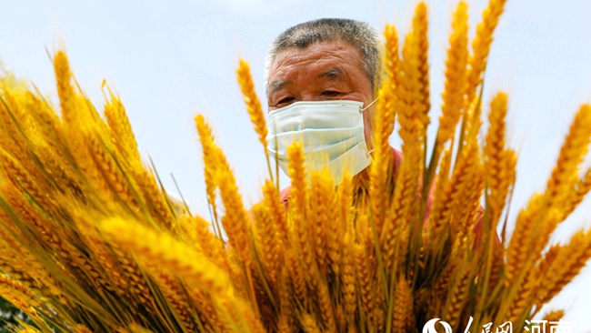 【图片新闻】河南宝丰：干花小麦助农增收