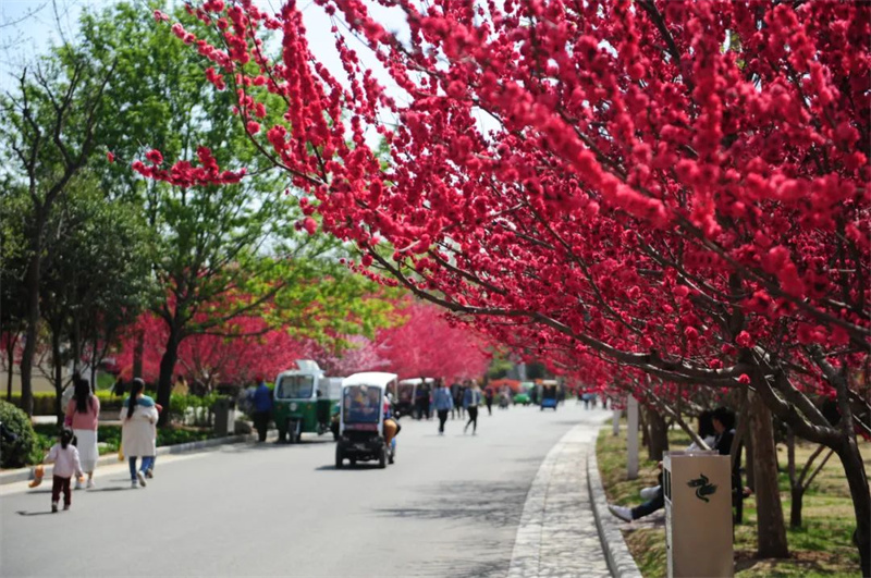 郑州绿博园问花节3月18日盛情启幕
