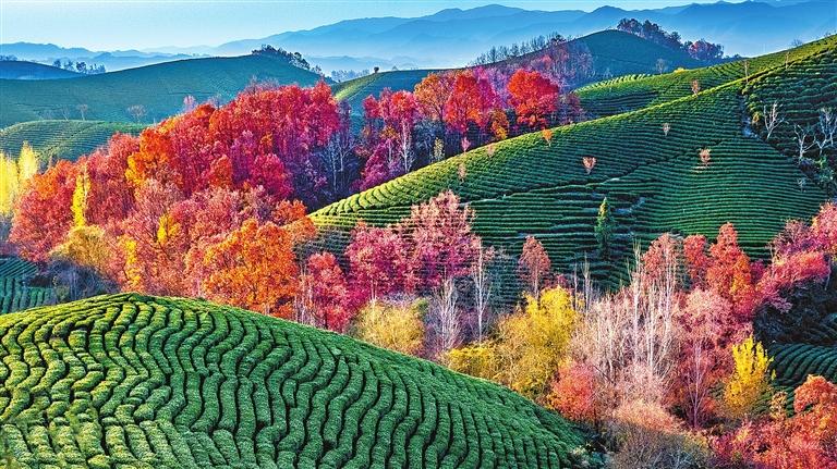 Colorful scenery of tea mountains