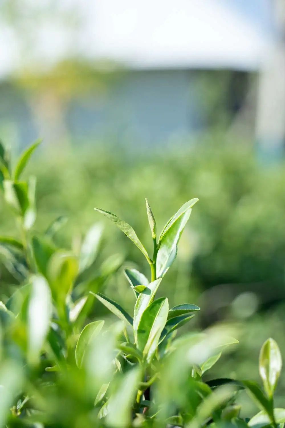 唱起这首采茶曲！信阳茶正好，出游要趁早~