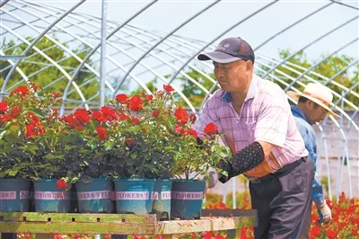河南南阳月季销售忙