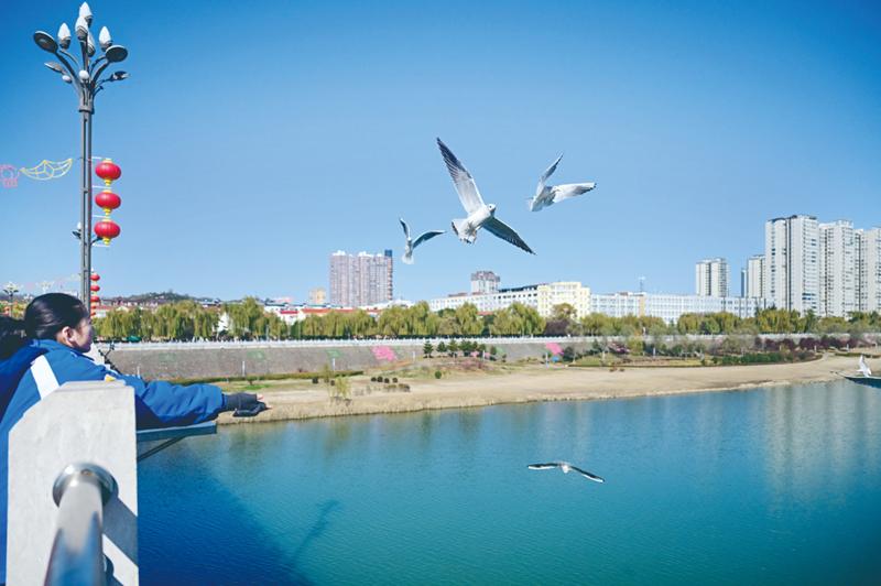 洛阳候鸟飞舞陆浑湖