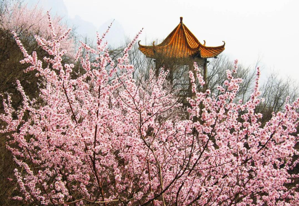 【行走河南·读懂中国】盘点济源踏青赏花好去处