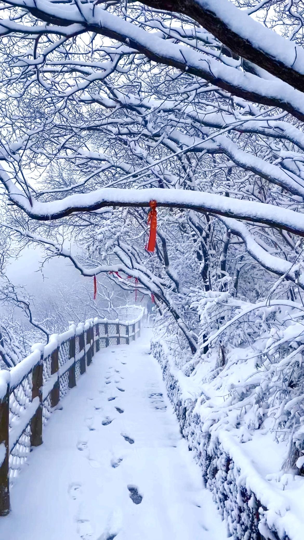 真实雪景图片2020图片