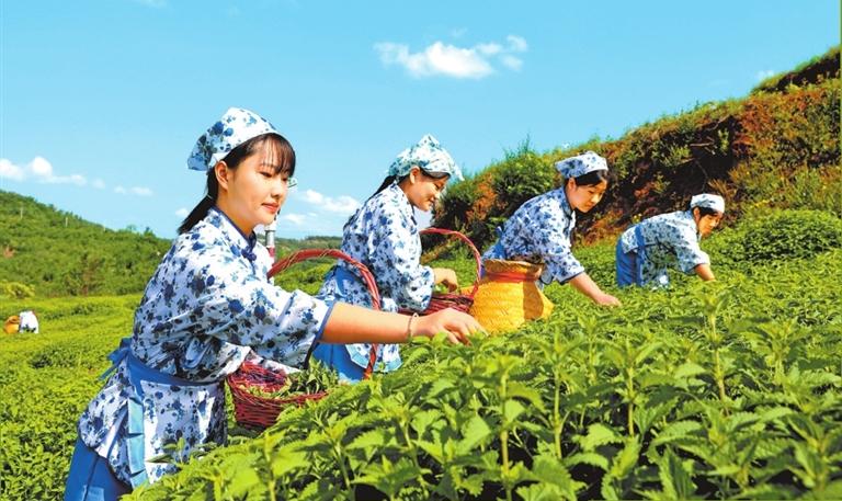 Jiyuan Dongling Cao (The Rabdosia Rubescens): Ten-thousand-year Herb and Thousand-year Ginkgo