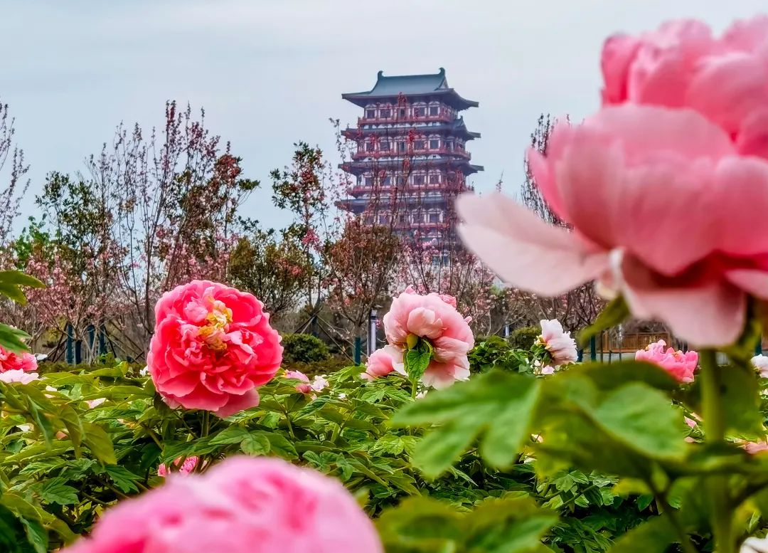 【行走河南·读懂中国】牡丹邂逅古建 洛阳这些景点等你打卡