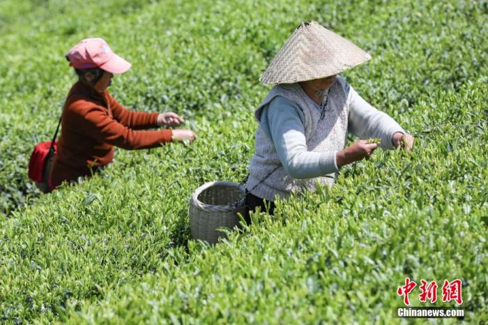 关于“中国茶” 这10大知识点你必须知道