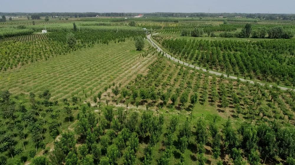 濮阳积极发展"国储林 "模式-工作通览-河南省林业局