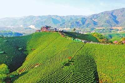 行走河南·读懂中国丨年轻态 文化范 新茶节 新信阳