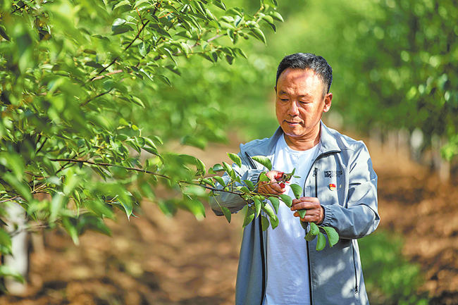 出彩河南 圆梦小康：关庙村为啥有俩党支部