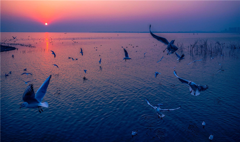 平顶山鸥舞白龟湖