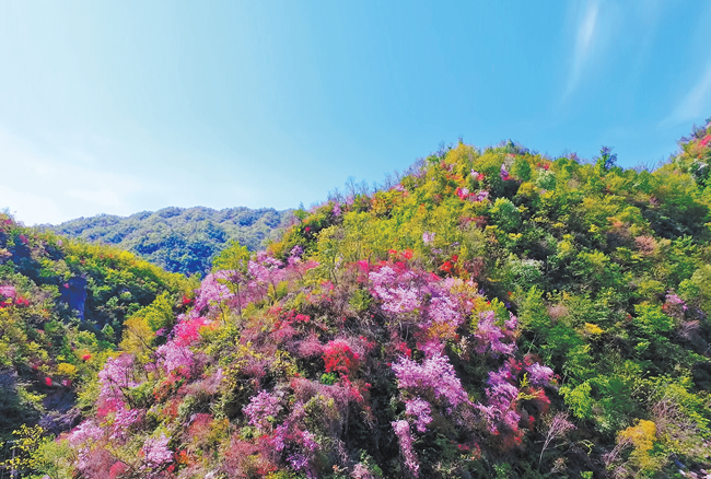 内乡：杜鹃花开富乡邻