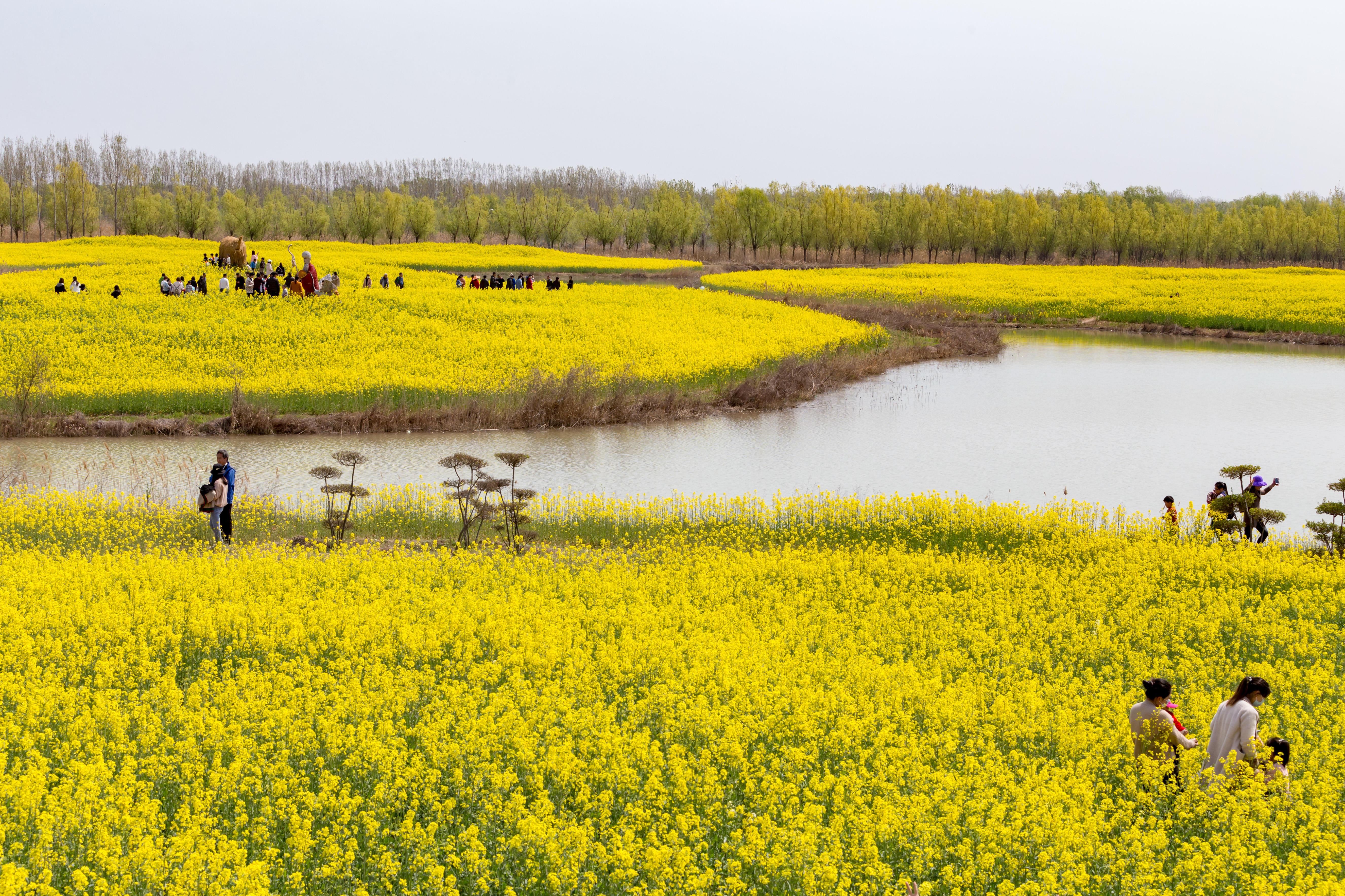 封丘曹岗万亩油菜花图片