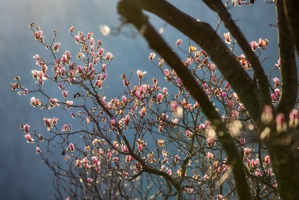Sweet Flowers Embrace Spring in Xinyang