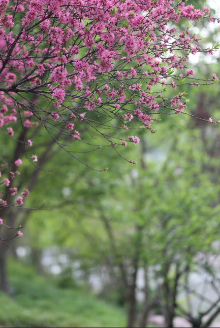 最美人间四月天，双鹤湖邀您踏春来！