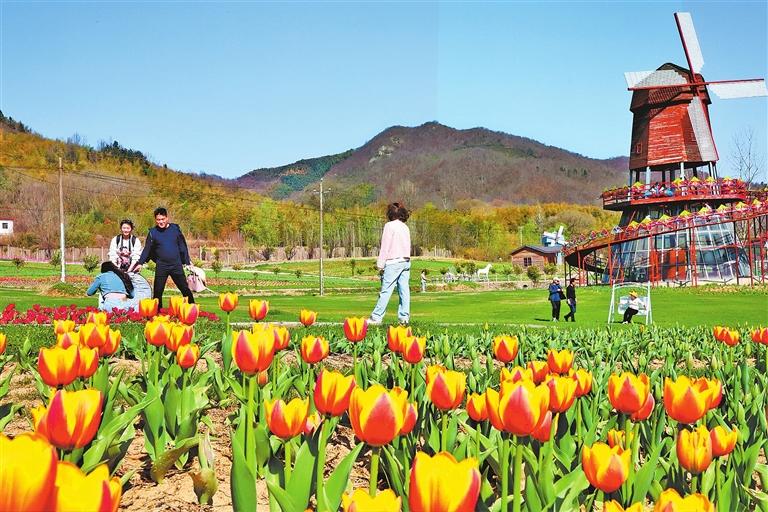 汝南郁金香花海图片