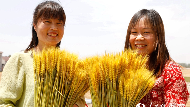 【图片新闻】河南宝丰：干花小麦助农增收