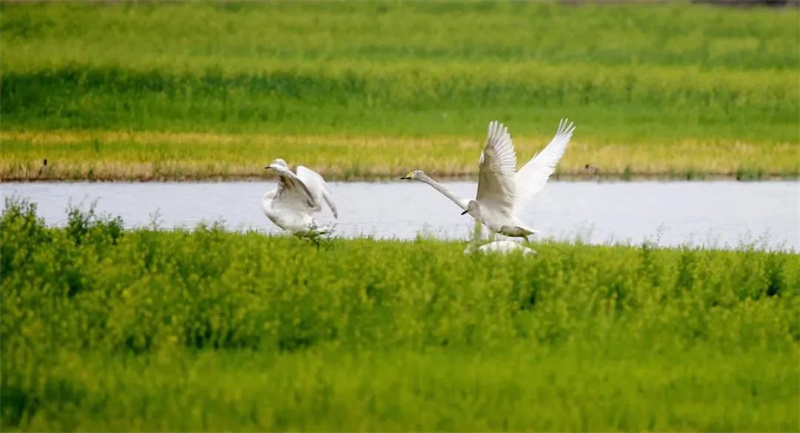 上万只白天鹅飞抵黄河湿地 三门峡进入“白天鹅时间”