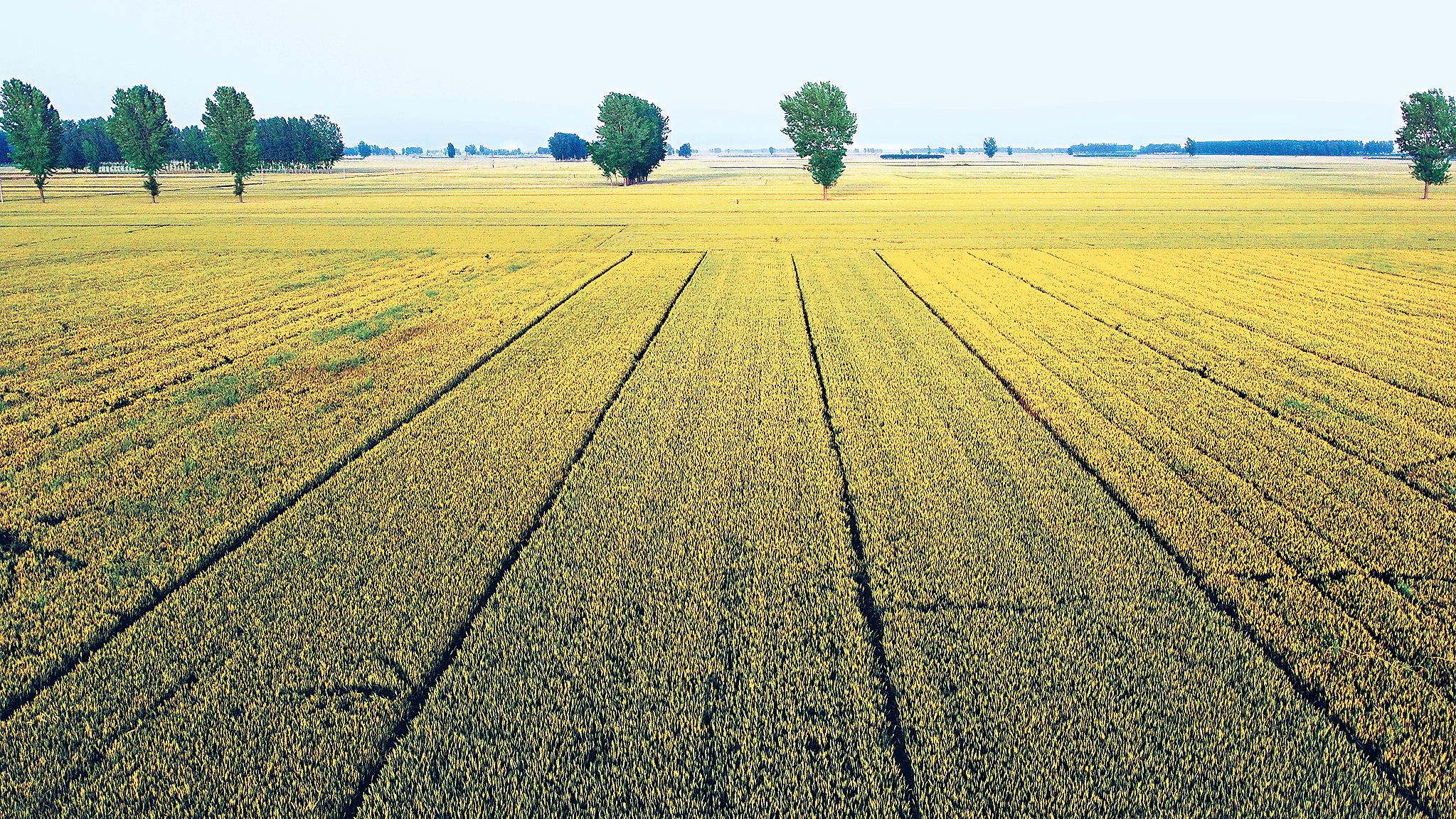 麦浪翻滚穗飘香——我省战疫情力夺夏粮丰收纪实