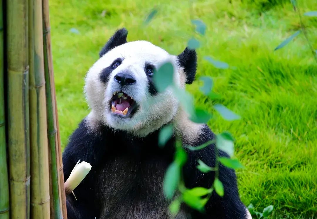 【行走河南·读懂中国】洛阳11家景区发布最新免票优惠政策 【行走河南·读懂中国】洛阳11家景区发布最新免票优惠政策