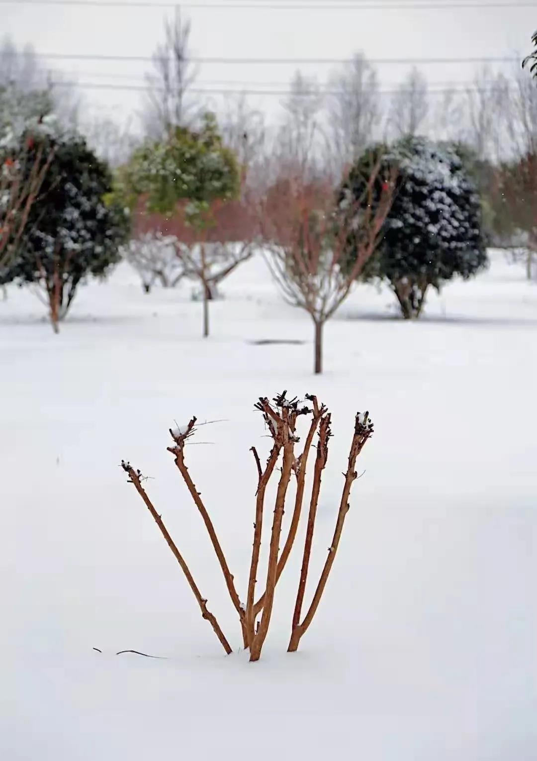 瑞雪兆丰年！你那里下雪了吗？