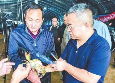 【延津】海蟹“落户”黄河滩 盐碱地成了致富田